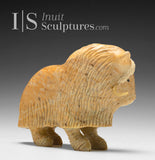 6" Muskox by Peter K. *Little Warrior*