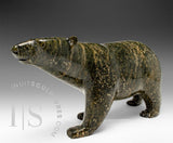 Ours marchant SIGNATURE 13" par Tim Pee *Callisto*