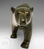 Ours marchant SIGNATURE 13" par Tim Pee *Callisto*
