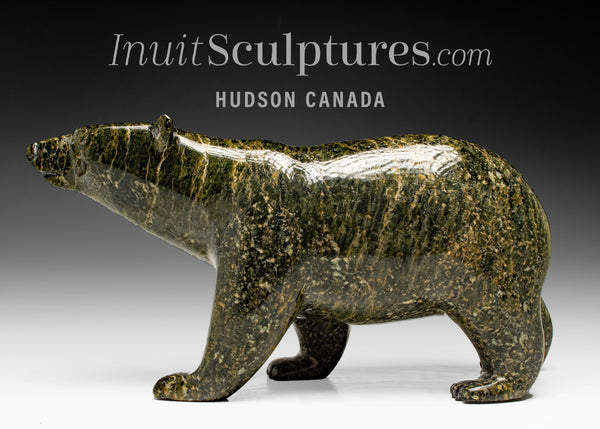 Ours marchant SIGNATURE 13" par Tim Pee *Callisto*
