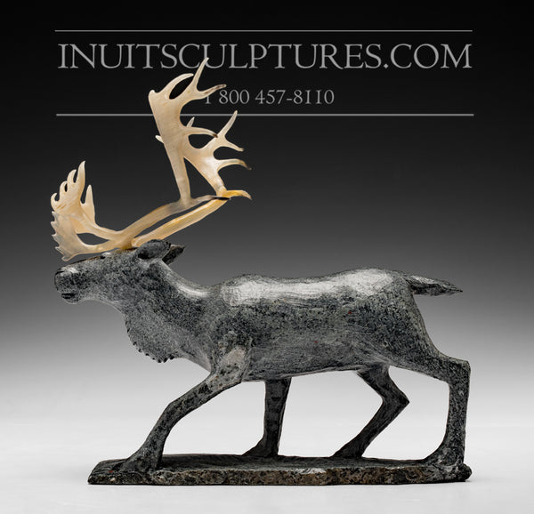 Caribou by Bobby Anavilok