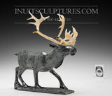 Caribou by Bobby Anavilok