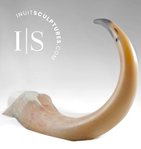 Grue à corne de bœuf musqué de 16 po par Charlie Ookpik Gjoa Haven *Hatch*