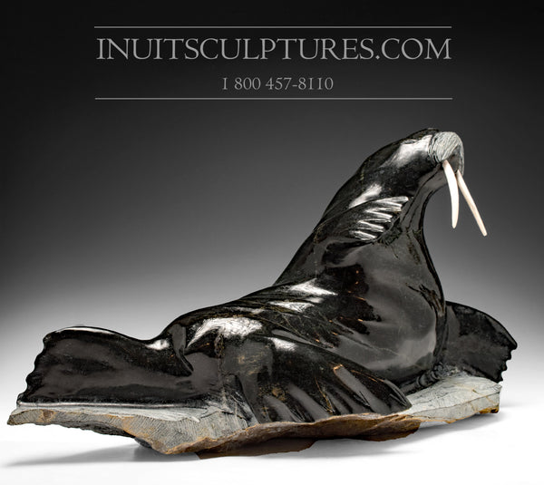 Morse H&R 22" par le célèbre Jaco Ishulutak