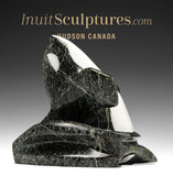 8" SIGNATURE Orque par Johnnysa Mathewsie *Spyhopping*