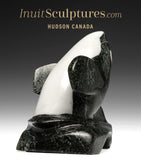 8" SIGNATURE Orque par Johnnysa Mathewsie *Spyhopping*