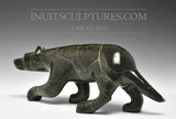 Renard rôdeur 13" par Kellypalik Etidloie