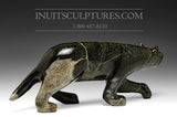 Renard rôdeur 13" par Kellypalik Etidloie