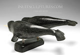 Amis narvals 14" par Darryl Siusangnark *Racers*