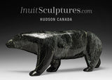 Ours parfumé 16" par Noah Jaw *Nugget*