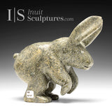 Lièvre arctique 10" par Parr Parr *Jumper*