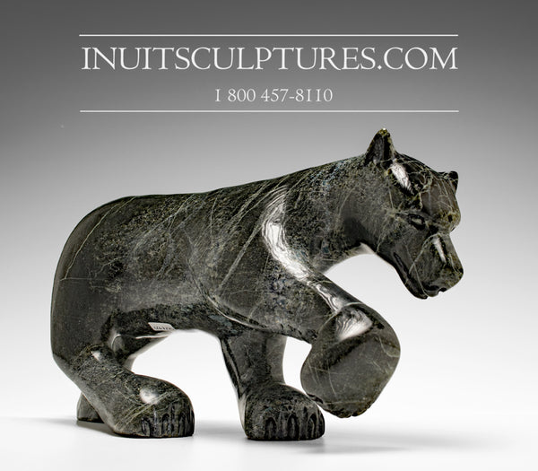 Loup rôdeur 14" par Kellypalik Etidloie