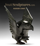 7" SIGNATURE Dancing Hawk par Killiktee Killiktee *Aurora*