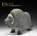 Bœuf musqué SIGNATURE 19" par Lucassie Ikkidluak *Protecteur du troupeau*