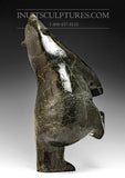 26" - 80 lbs Dark Masterpiece Nuna Parr Magnifique ours dansant