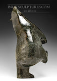 26" - 80 lbs Dark Masterpiece Nuna Parr Magnifique ours dansant