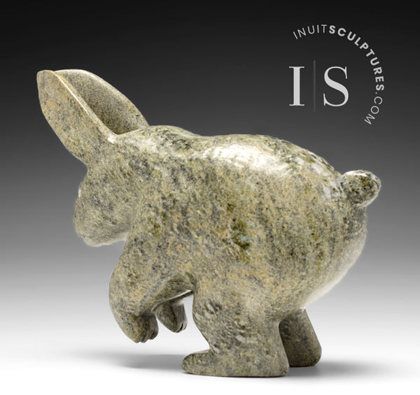 Lièvre arctique 10" par Parr Parr *Jumper*