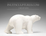 16" L'ours polaire parfait par Tuk Nuna