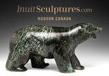 Ours qui marche 16" par Matt Flaherty *Chatter*