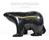 Ours marchant de 16 po par le maître sculpteur Ashevak Adla *Grande personnalité*