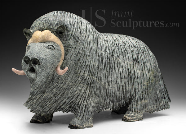 Bœuf musqué SIGNATURE 13" par Lucassie Ikkidluak *Augustus*