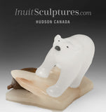 Jeune ours polaire et phoque de 6 pouces par Peter K. *Peek A Boo* 