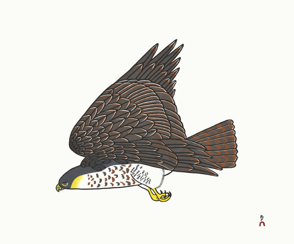 SÉRIE DORSET 2019 Faucon pèlerin par PAUOJOUNGIE SAGGIAK