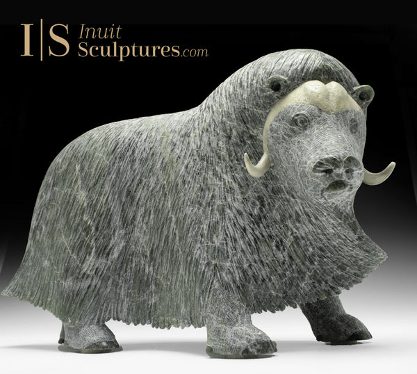 17" SIGNATURE Muskox by Lucassie Ikkidluaq "Limey*