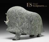 17" SIGNATURE Muskox by Lucassie Ikkidluaq "Limey*