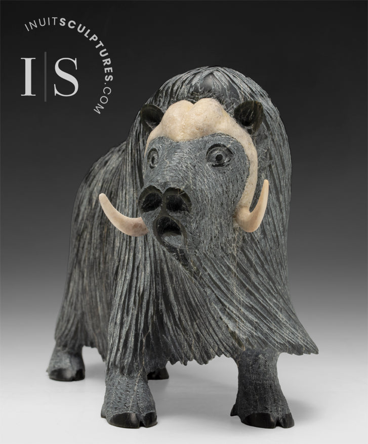 Muskox by Lucassie Ikkidluaq from Iqaluit Inuit Art – Inuit