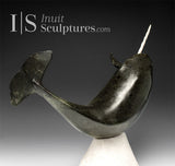 14" Museum Calibre Narwhal by Paul Malliki