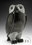 Chouette SIGNATURE 10" par Pits Qimirpik *Clooney* CHOIX DU CONSERVATEUR
