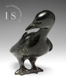 Oie SIGNATURE 7" par Pudlalik Shaa *Churchill*