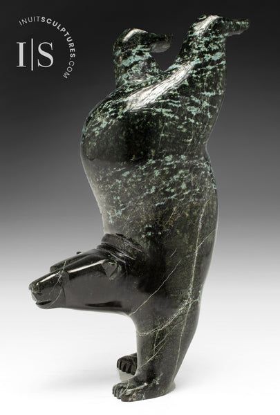 11" Diving Bear by Tim Pee *Tumbler*