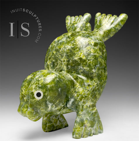 6" Seal by Toonoo Sharky