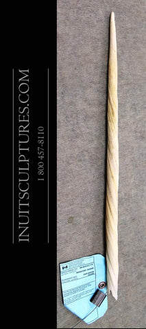 Défense de narval de 21,5 po
