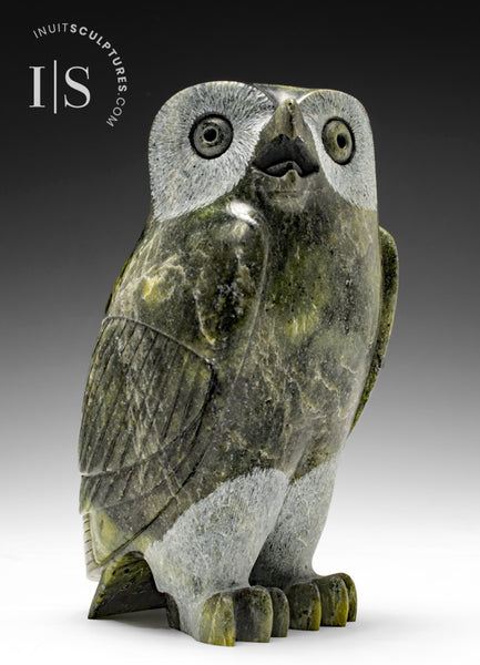 Hibou SIGNATURE 8" par Pitseolak Qimirpik *Irlandais*