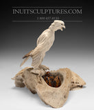 8" Hawk by Damien Iquallaq *Indestructible Love*