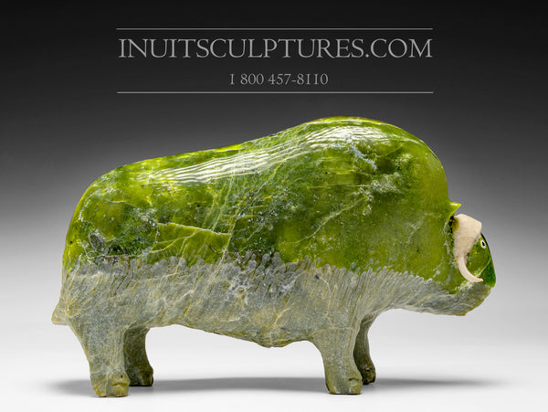 11" Muskox by Joamie Aipeelee *Green Grass*