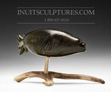 Sceau 8" par Louie Uttaq Gjoa Haven *Ocean Adventurer*