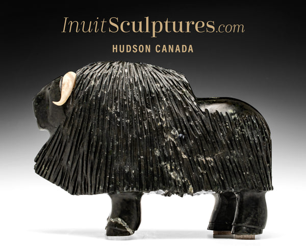 Bœuf musqué 11" par Louie Uttaq Gjoa Haven *Mighty*