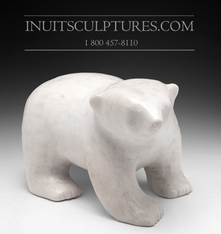 Nuna Parr, ourson ambulant rare de 15 pouces