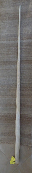 Défense de narval 243 cm 96"