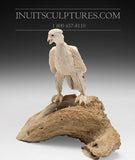 8" Hawk by Damien Iquallaq *Indestructible Love*