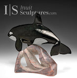 12" SIGNATURE Orca by Derrald Taylor  *Sunset Swim*