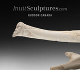 22"  Ivory Carved Walrus Tusk by Jonas Audlakiak  *Compadres*