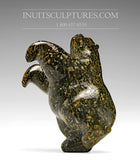 Ours dansant 6" de Johnny Papigatake