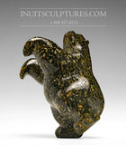 Ours dansant 6" de Johnny Papigatake