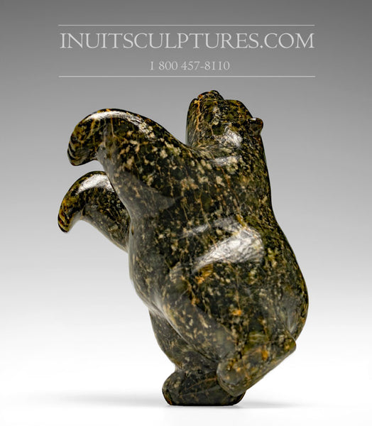 Ours dansant 6" de Johnny Papigatake