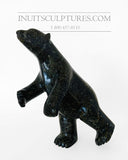 Ours dansant moucheté noir 11" bidirectionnel « Collection Covid » par le célèbre Kooyoo Peter